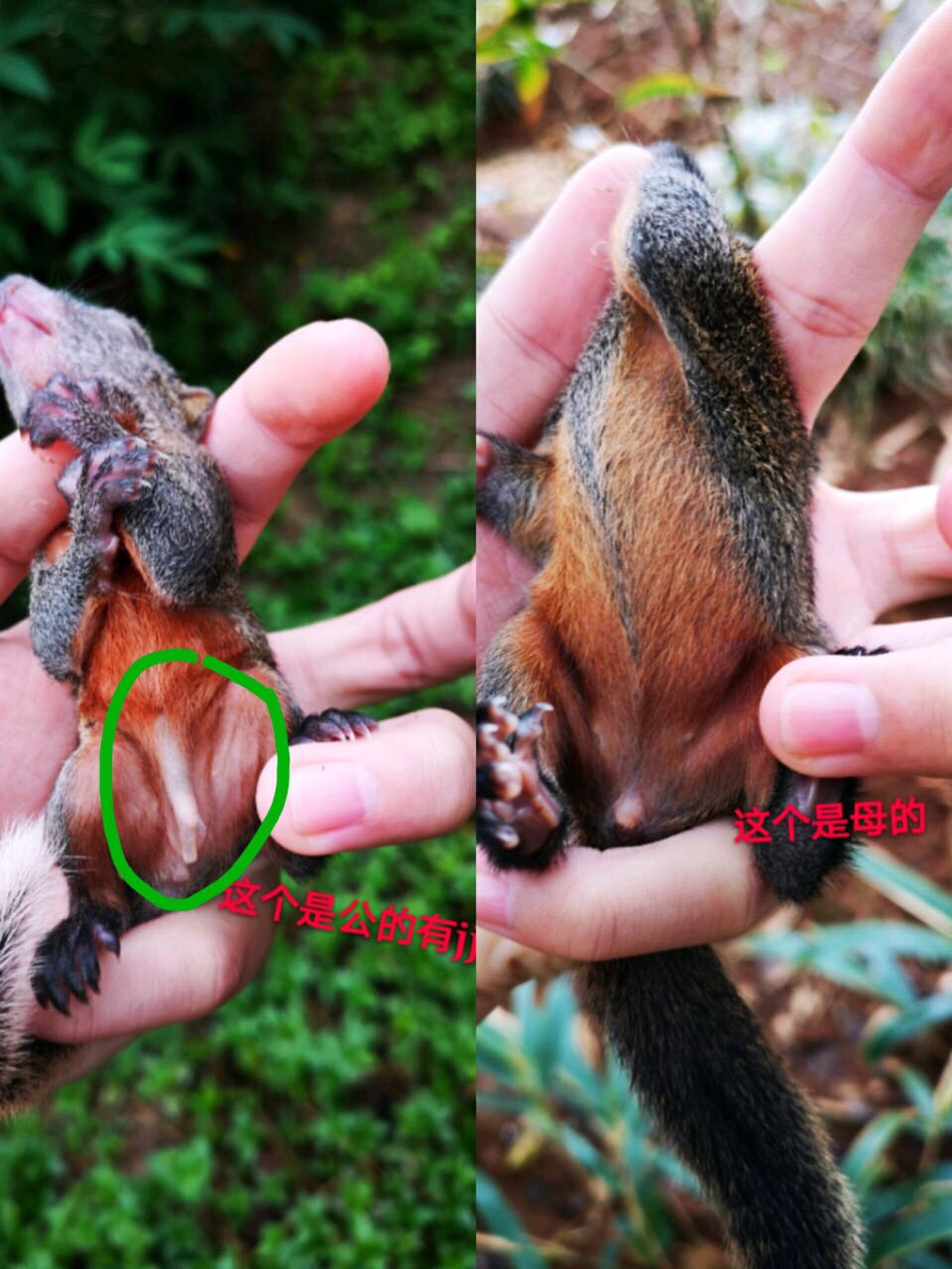 红腹松鼠怎么区分公母辨别红腹松鼠性别的方法极爱宠物网