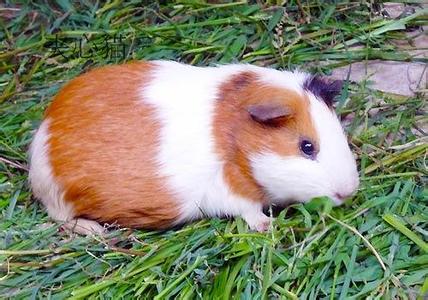 荷兰猪也叫豚鼠又称天竺鼠_怎么挑选健康的宠物荷兰猪呢